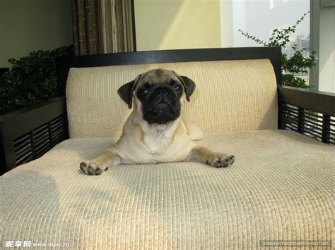 纯种巴哥 宠物巴哥犬 哈巴狗狗出售 视频 支付宝 宝贝它 巴哥犬 /编号10110001 - 宝贝它
