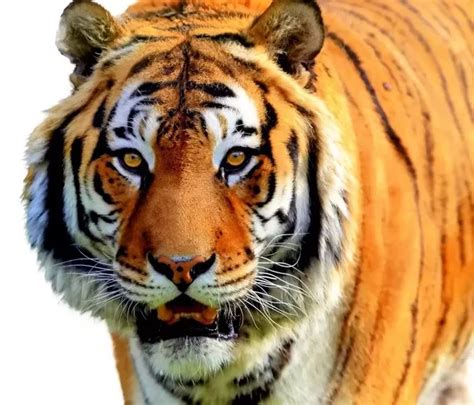 老虎和狮子的战斗谁会赢？ – Pixabay网站介绍