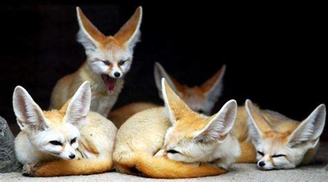印度：沙漠狐，盐沼中的精灵-国际环保在线