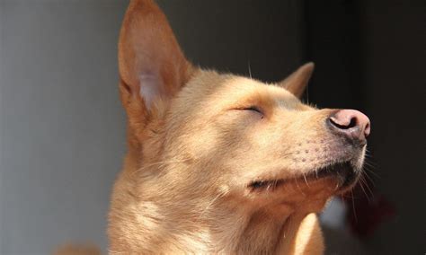 广西土猎犬图片,纯种,出售_大山谷图库