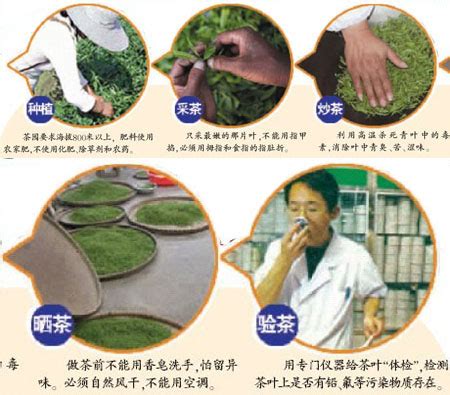 绿茶制作工艺流程,红茶制作工艺流程,白茶制作工艺流程图_大山谷图库