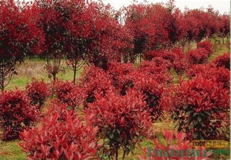 红叶石楠的四季栽培施肥要点 - 南京雅萍苗圃场