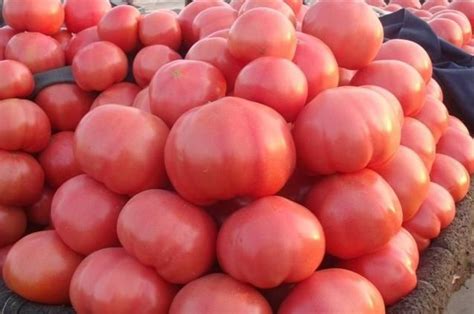 种植西红柿什么时候掐尖 - 农村网