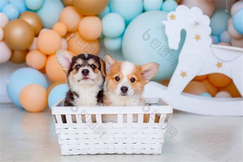 可爱的两只威尔士科奇小狗坐在篮子里-包图企业站