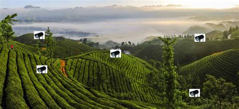 茶产品安全溯源智慧平台-建设方案 - 天府智慧农业
