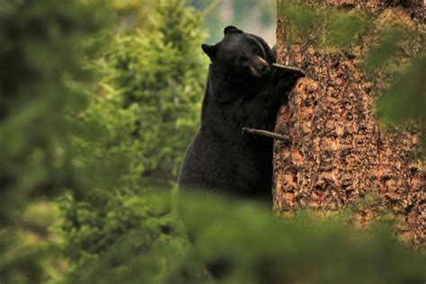 在森林中遇到野生棕熊被狂追 - 神秘的地球 科学|自然|地理|探索