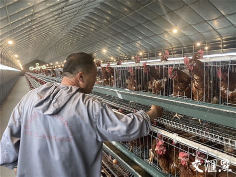 邵阳隆回：养鸡产业助增收，乡村振兴促发展 - 创物志 - 新湖南