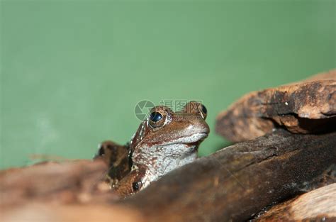 野生动物青蛙高清图片下载-正版图片307744699-摄图网