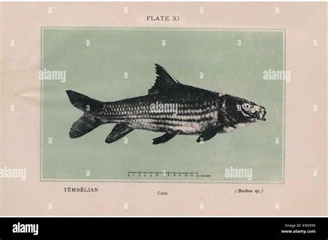 Malayan fishes (PLATE XI) BHL46234817 Stock Photo - Alamy