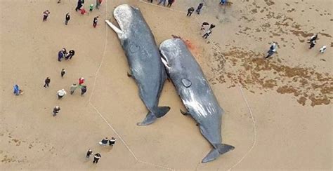 『鲸遭』10米长抹香鲸遭渔网困住 受惊后不让接近，潜水员们救援艰难 10米|抹香|鲸遭|渔网|困住|受惊|不让|