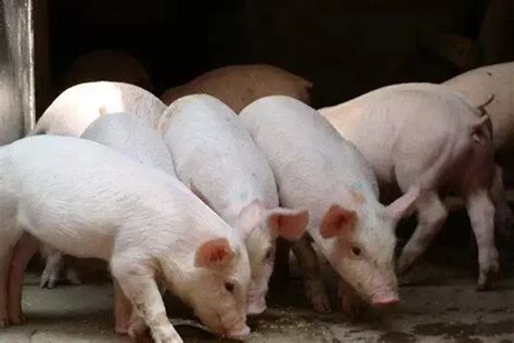 国内养殖较多的猪品种其特点介绍 - 惠农网