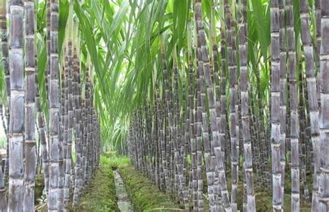甘蔗怎样种植 甘蔗的种植方法_知秀网