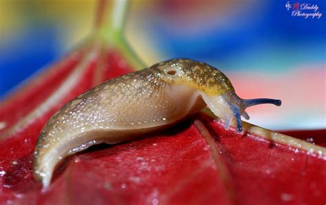 【蛞蝓（鼻涕虫）摄影图片】家中生态摄影_太平洋电脑网摄影部落