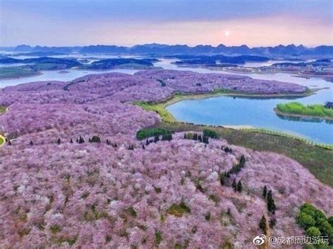 距成都只4h，全世界最大樱花基地—贵州安顺平坝樱花园，攻略出炉喽！
