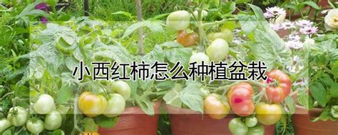 番茄无土栽培袋培技术研究_无土栽培技术_寿光市九合农业发展有限公司