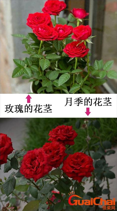 【玫瑰和月季的区别】【图】玫瑰和月季的区别你了解吗 学会这几招就能轻松分辨_伊秀花草|yxlady.com