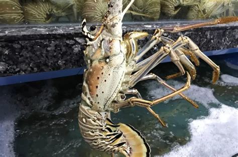 【十大龙虾排名】2018中国最受消费者欢迎十大小龙虾品牌出炉，有你常吃的吗？