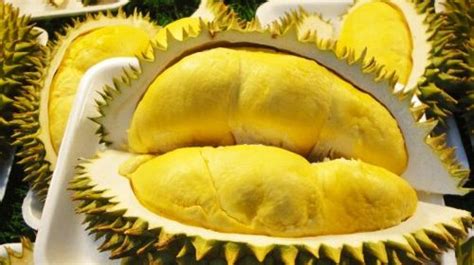 熊黛林吃榴莲图片