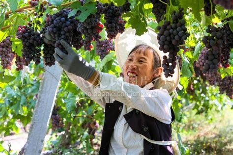 新疆呼图壁：葡萄喜丰收 农民销售忙-人民图片网
