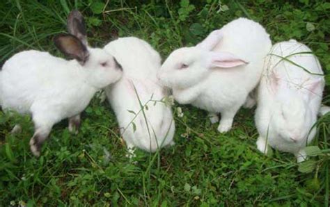 兔子养殖成本利润分析（2022全国肉兔价格表） – 碳资讯