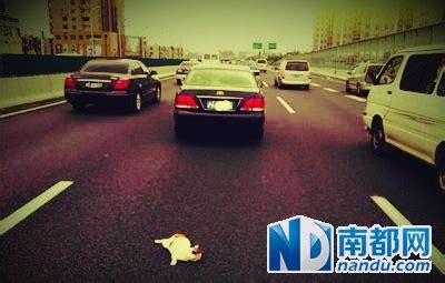 虐待动物又见损招 上海频发“高架扔猫”(图)-搜狐新闻