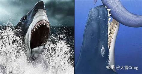 巨齿鲨VS大白鲨 + 趣问趣答 - 景盛龙翔