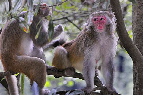 【山中的野猴摄影图片】广西桂平龙潭峡森林公园生态摄影_十里丰_太平洋电脑网摄影部落