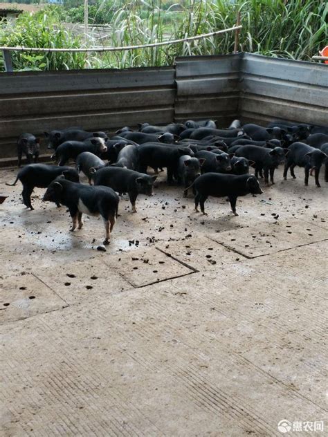 生态藏香猪_生态养殖藏香猪 - 藏香猪引种首选山东藏香天下