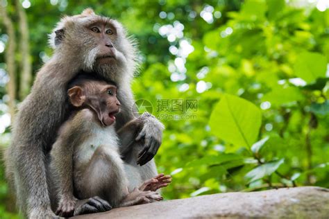 印度尼西亚巴厘猴林带幼崽高清图片下载-正版图片503221299-摄图网