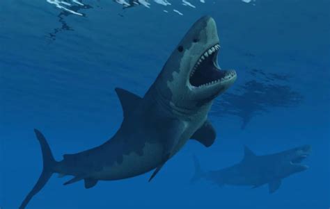 巨齿鲨号称海洋王者！远古邓氏鱼都不是对手！网友：那是没有遇见它_腾讯视频