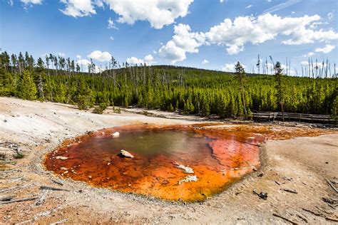Picture/Photo: Green and red algaes in Norris geyser basin. Yellowstone ...