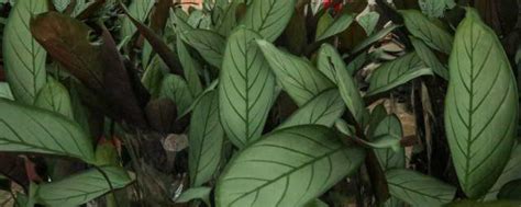 翠叶竹芋是热带植物，翠叶竹芋的养护技巧有哪些？