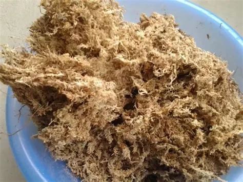 水苔图片