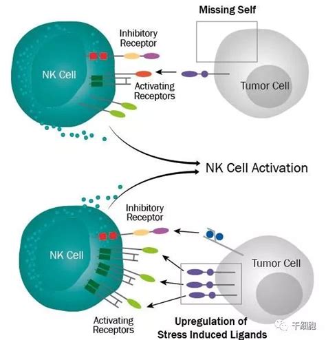 震撼视频！NK细胞是这样杀死癌细胞的!-细胞治疗科普-深圳市细胞治疗技术协会