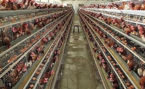 请问建一个一万只鸡规模的现代化鸡舍 需要投资多少 - 养鸡设备/鸡舍建设专题 - 鸡病专业网论坛