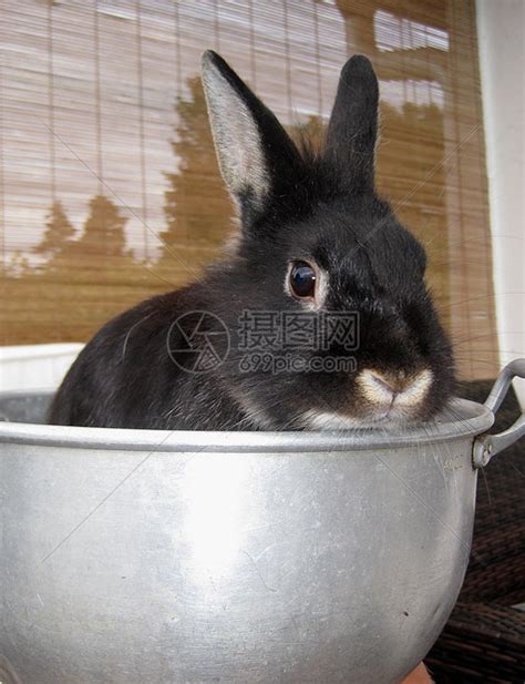 黑色的兔子PNG图片素材下载_图片编号ylrjdwgy-免抠素材网