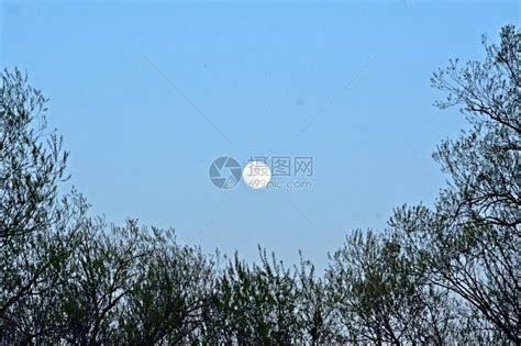 美丽的树枝与月亮与天空相映成趣的风景高清图片下载-正版图片504269275-摄图网