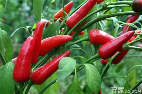 农村6种最辣的辣椒，有3个在云南，最后一个被称做“断魂椒”|云南|辣度|辣椒_新浪新闻