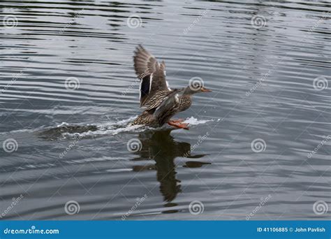 Mallard Duck Landing on Water Stock Image - Image of outdoor, river ...