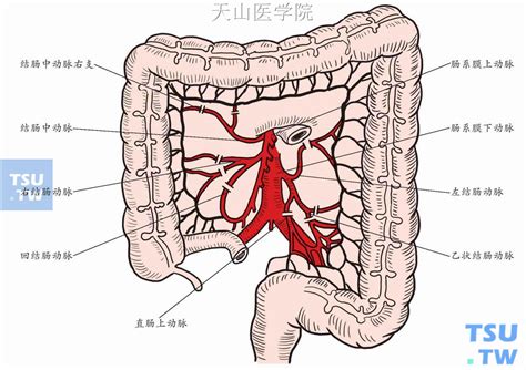人体肝脏肠道图片素材-正版创意图片400859845-摄图网