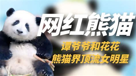 熊猫界的顶流女明星花花，吸粉百万，能听懂四川发言还会打招呼！_腾讯视频