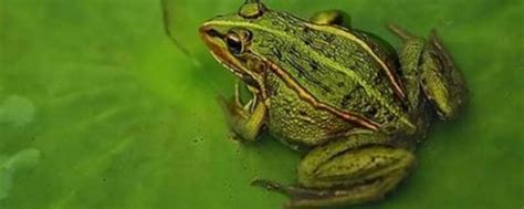 青蛙吃哪些害虫 - 业百科