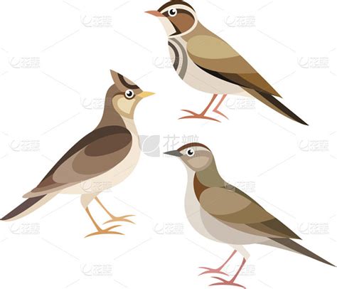 云雀是什么鸟 云雀共有4个物种是一类鸣禽