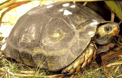 巴西龟长有双头六脚，养龟四十多年第一次见，对待它如宝贝似的|乌龟|双头|宝贝_新浪新闻