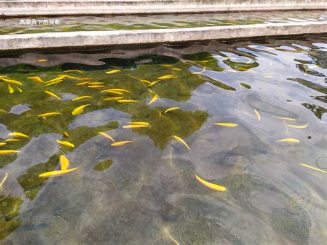 小区池塘里常见的鱼,小区最常见的鱼,河里常见的小鱼苗(第3页)_大山谷图库