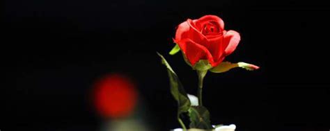 玫瑰花送几朵代表什么意思，切记33朵红玫瑰不能随便送人 — 神奇养生网