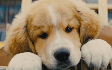 最强催泪弹来了！《一条狗的使命2》今日上映 四大看点揭秘今年最治愈电影 - 360娱乐，你开心就好