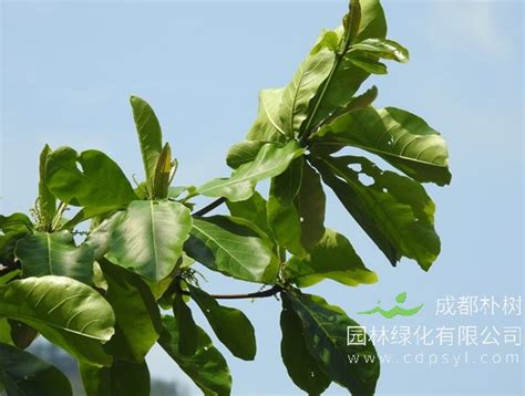 关于榄仁树的资料|榄仁树图片大全-中国木业网