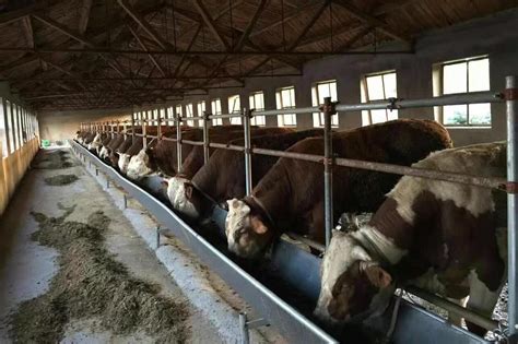 牛饲料厂家如何选择？国内生产牛饲料厂家哪个牌子好？