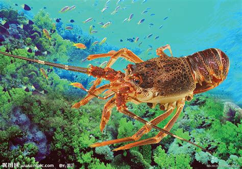 小龙虾在什么环境下生长，喜欢深水还是浅水-农百科